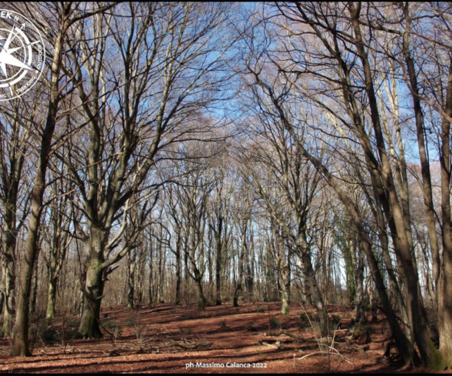 faggeta di monte raschio