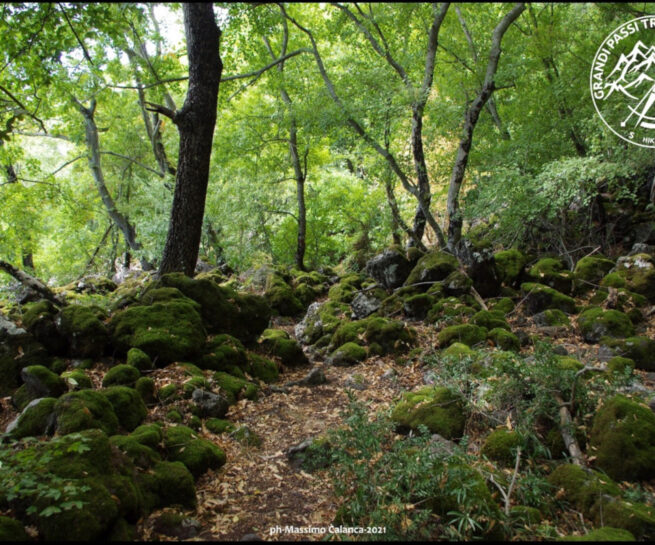selva dell'amone