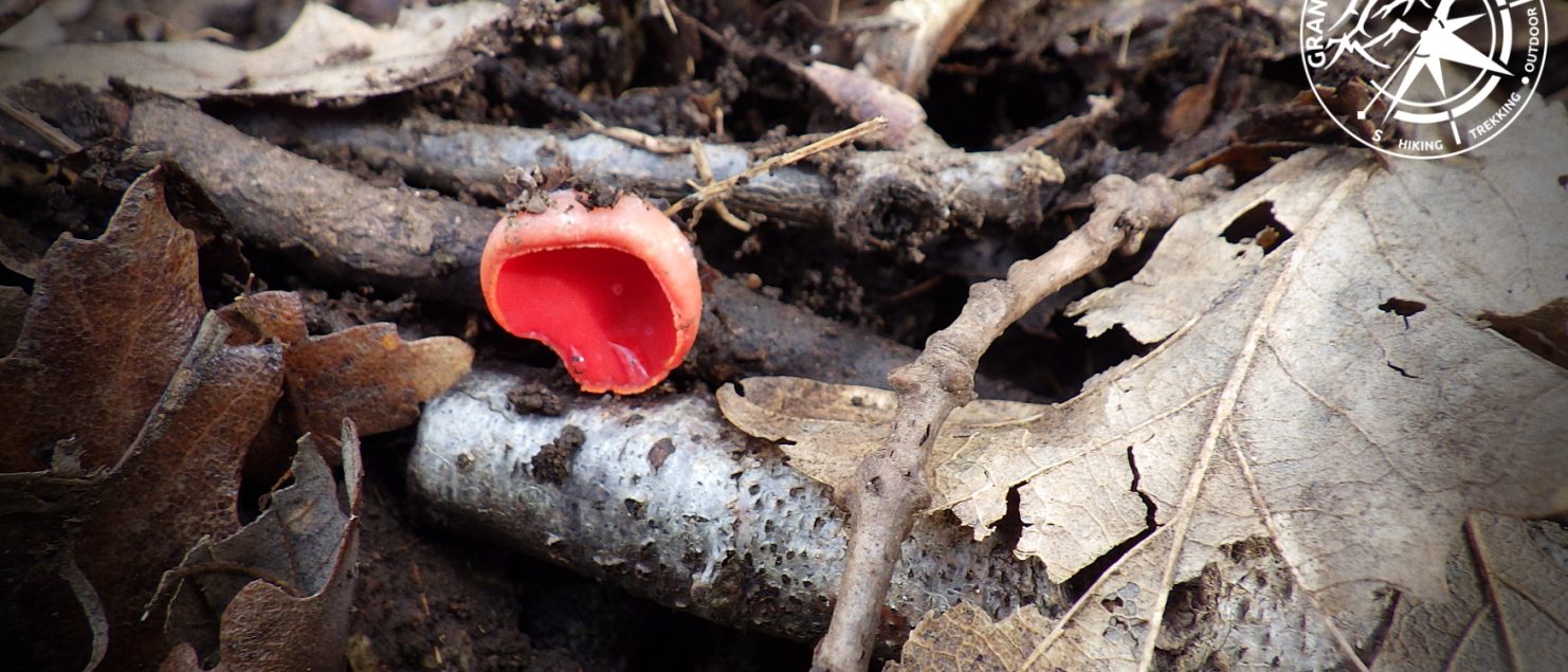 Escursioni e trekking a Viterbo - Sarcoscypha coccinea