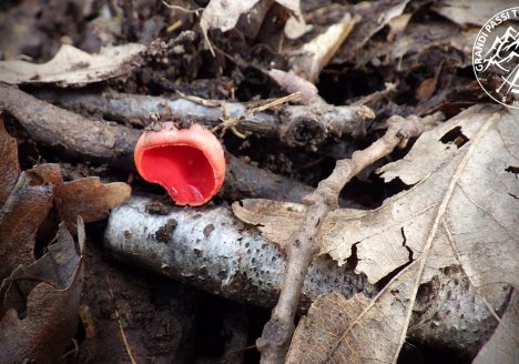 Escursioni e trekking a Viterbo - Sarcoscypha coccinea
