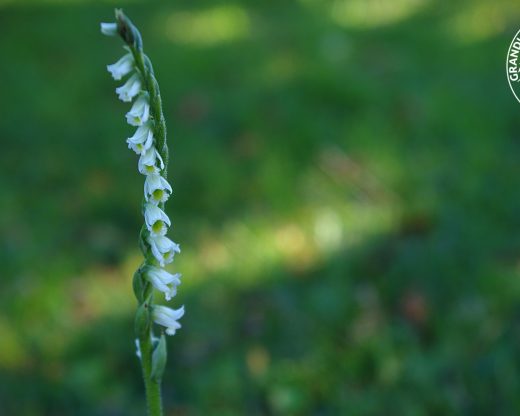 Escursioni e trekking a Viterbo, Tuscia, Maremma e appennino centrale - Spiranthes spiralis orchidea Escursioni e trekking a Viterbo, Tuscia, Maremma e appennino centrale - Spiranthes spiralis orchidea